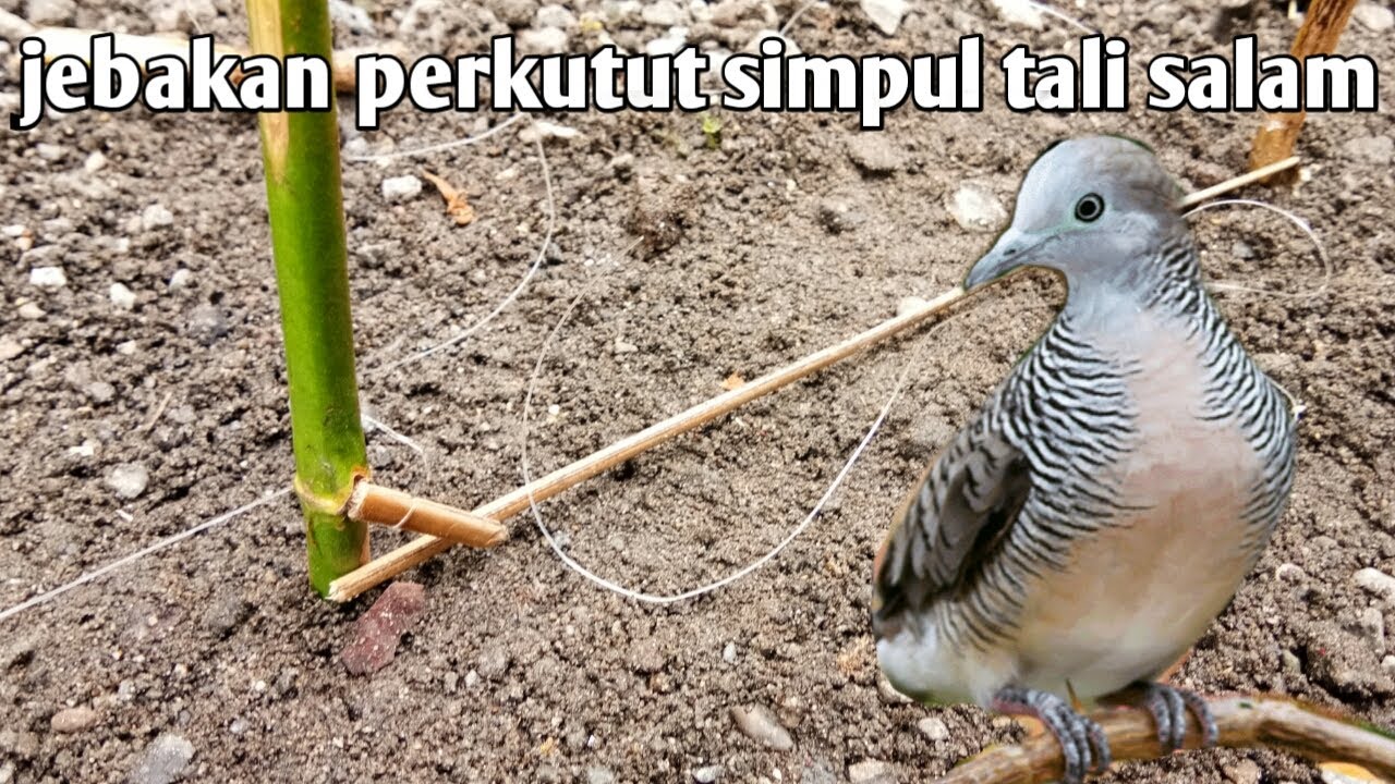 Jebakan burung perkutut simpul tali salam