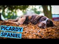 Picardy Spaniel - TOP 10 Interesting Facts