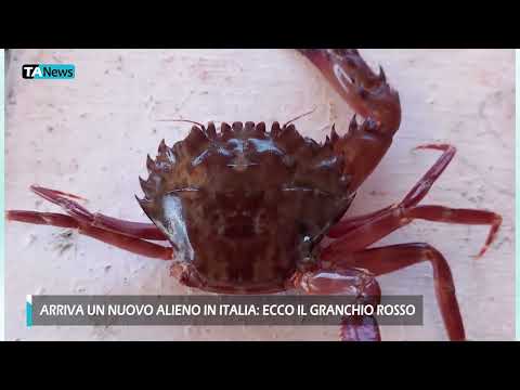 Video Arriva un nuovo alieno in Italia: ecco il granchio rosso