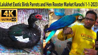 Lalukhet Exotic Birds Parrots and Hen Rooster Market 1-1-2023 Karachi | Ducks Parrots chicks