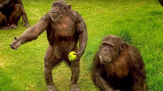 How to Speak Chimpanzee Extraordinary Animals BBC Earth