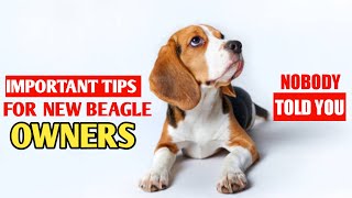 Important Tips For New Beagle Owners/ Beagle puppy care