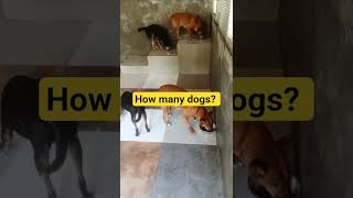 how many dogs? #dog #animals #dogshorts #ask #shortvideo #shorts