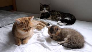 Rare sight of kitten Lilo and grandparents cat sleeping together!