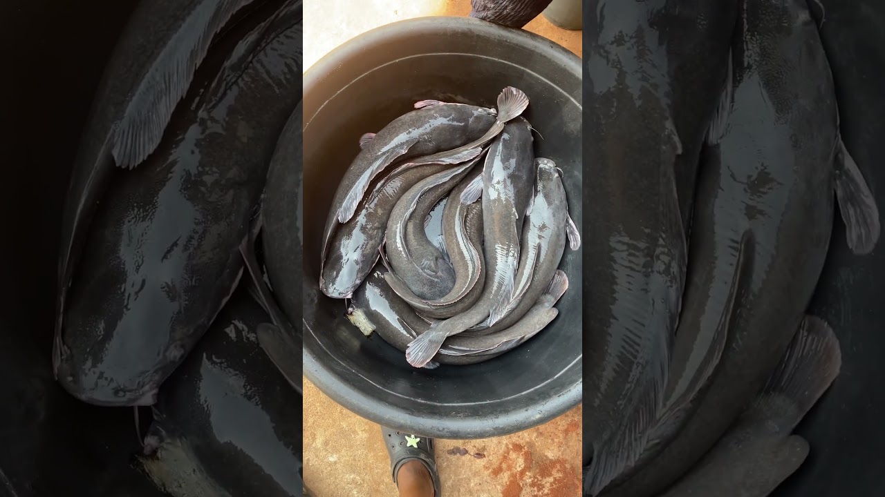 Biggest fish in Nigeria 😂 