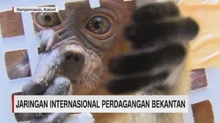 Pengungkapan Jaringan Internasional Bekantan