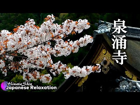 Japanese Relaxing Music : Cherry Blossoms in Grand Head Temple : Music For Yoga, Work, Study