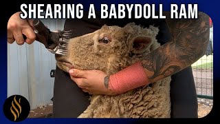 Babydoll Ramscaped by Right Choice Shearing 53,825 views 9 months ago 7 minutes, 57 seconds