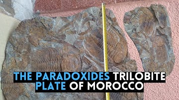 Paradoxides: Morocco’s Prehistoric Giant Revealed