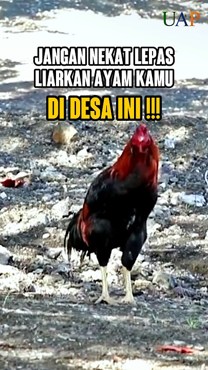 DO NOT RELEASE YOUR CHICKENS IN THIS VILLAGE, IT'S DANGEROUS!!!