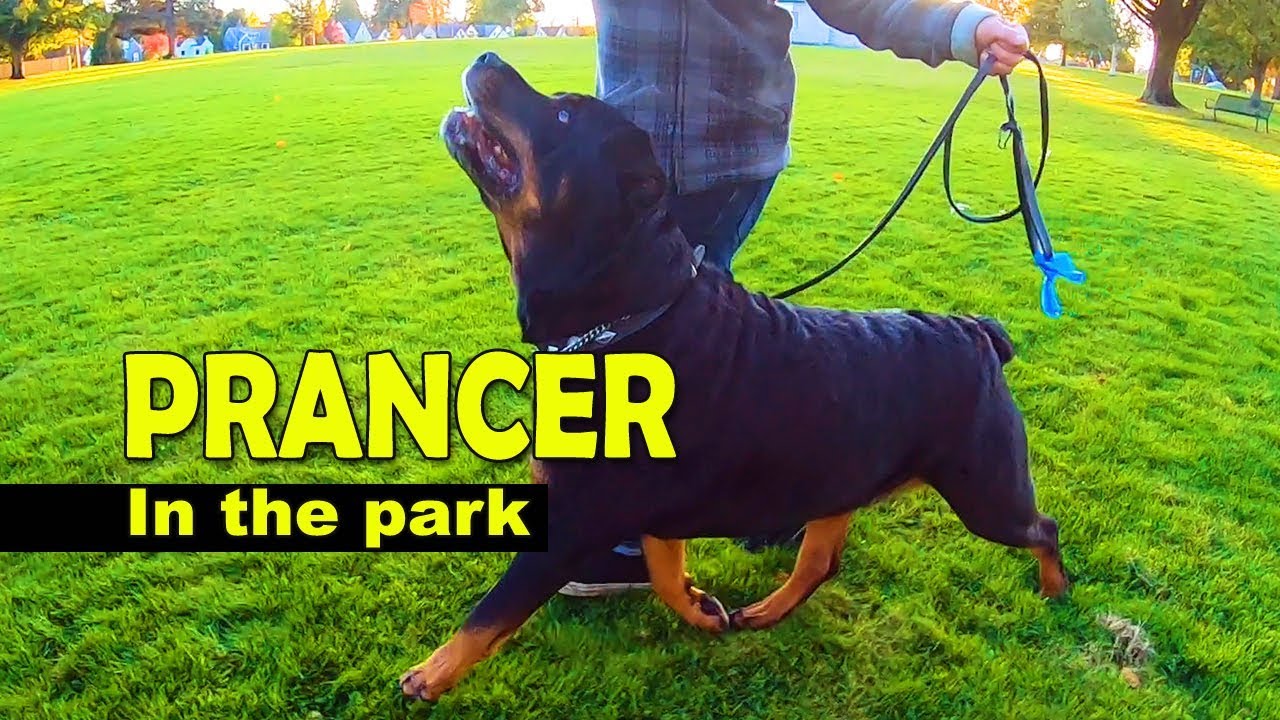 Dog Prancing Like Horse Rottweiler Trotting Captain the Happy Cappy