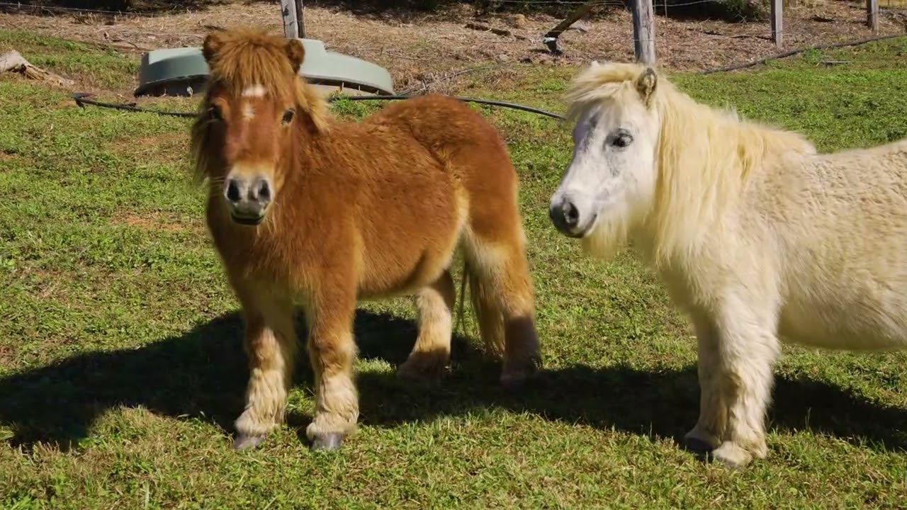 55 Wallum Court Clothiers Creek