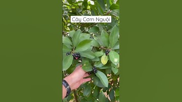 Cây Cơm Nguội