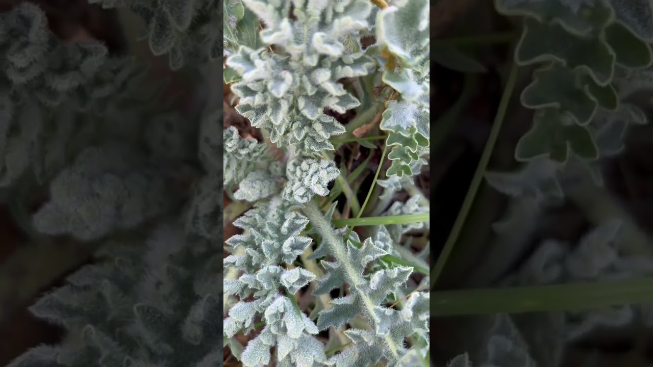 I spotted this amongst the dunes on Snettisham beach. Thistle family? 
