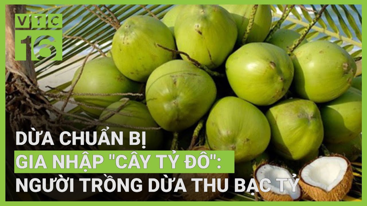 Dừa chuẩn bị gia nhập 
