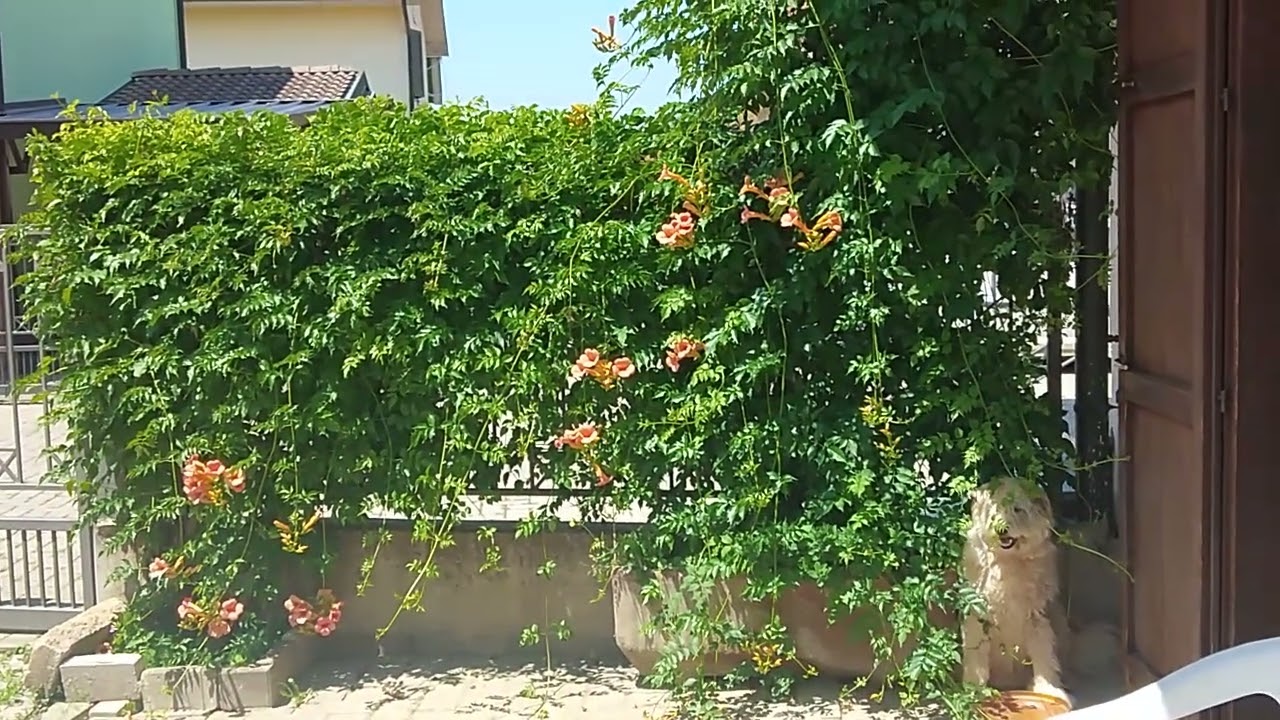 find the intruder 😎