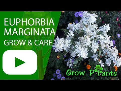 Euphorbia marginata - grow and care (Snow on the mountain)