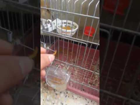 البلبل الجزائري ملك التغريد مروض ماشاء الله 