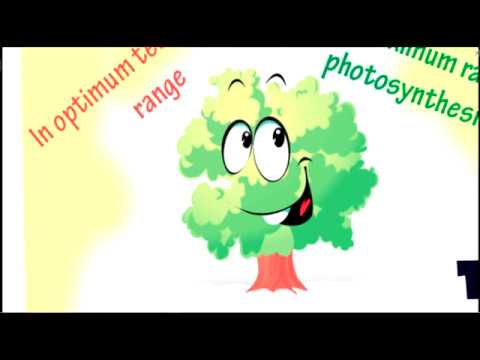 How temperature affect on Photosynthesis