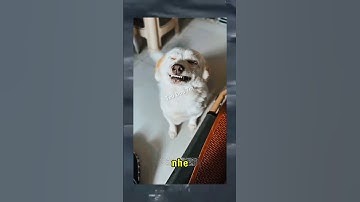 Khi chó cưng ăn vụn xúc xích chiên bị bắt gặp 😂