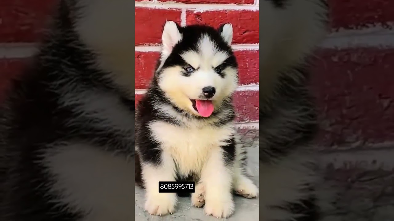 Husky | Raipur dog market , Raipur dog show , Bilaspur dog market , Chhattisgarh Dog market