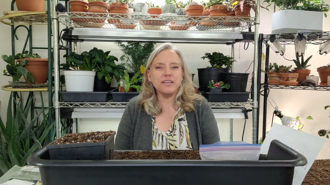 21 Beginning Gardener Series How to Plant Sweet Peppers From Seed YouTube