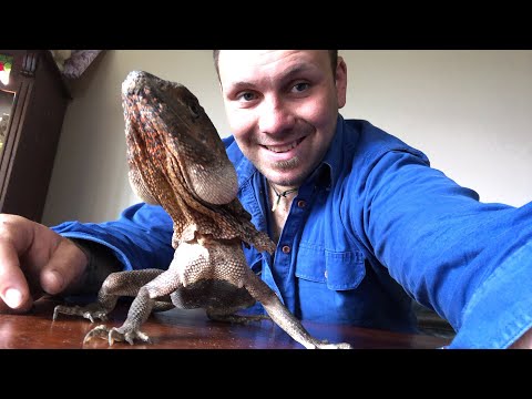 wickedsick Live stream with the Frilled Neck Lizards