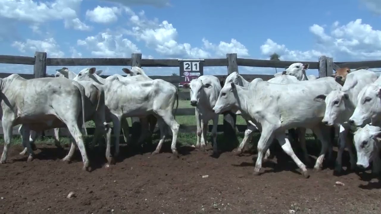 LOTE 21 - 48 FEMEAS NELORE 18/24 MESES 311KG - 38 KM MIRANDA-MS /SENTIDO BODOQUENA