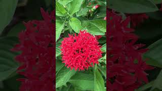 IMG 3043 ##red flower