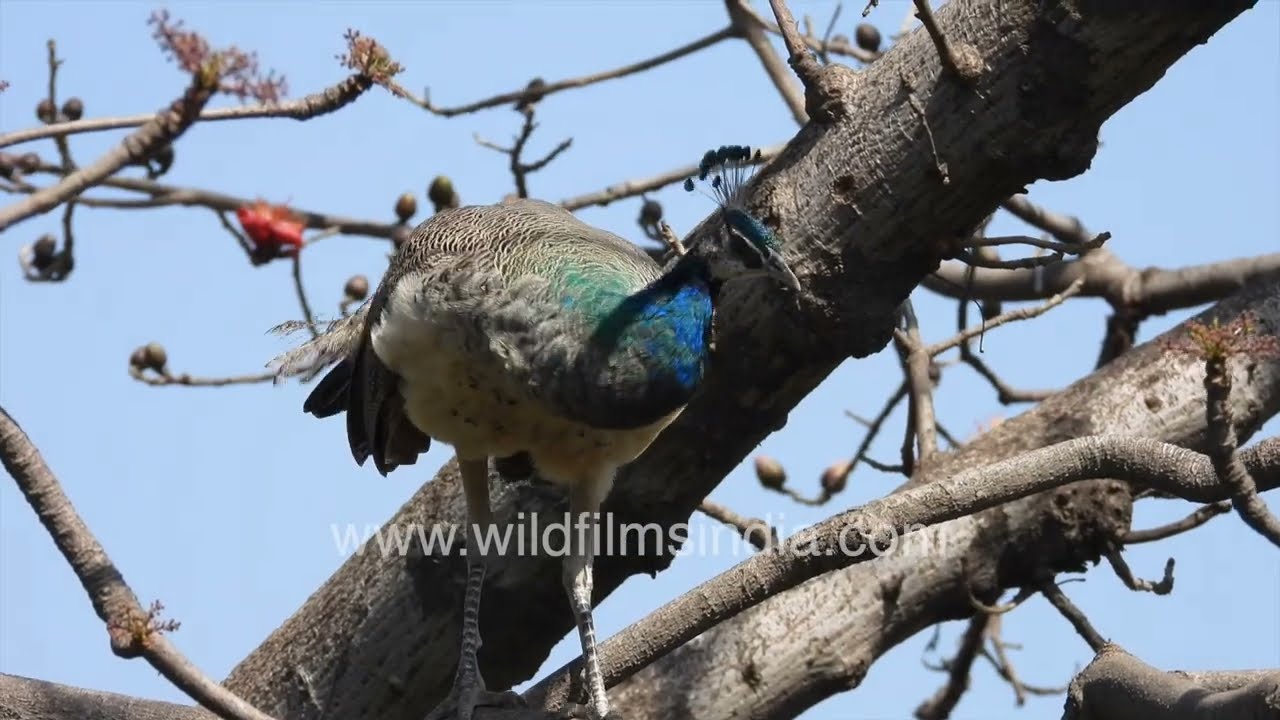 Peafowl glowing in early morning light on bare tree