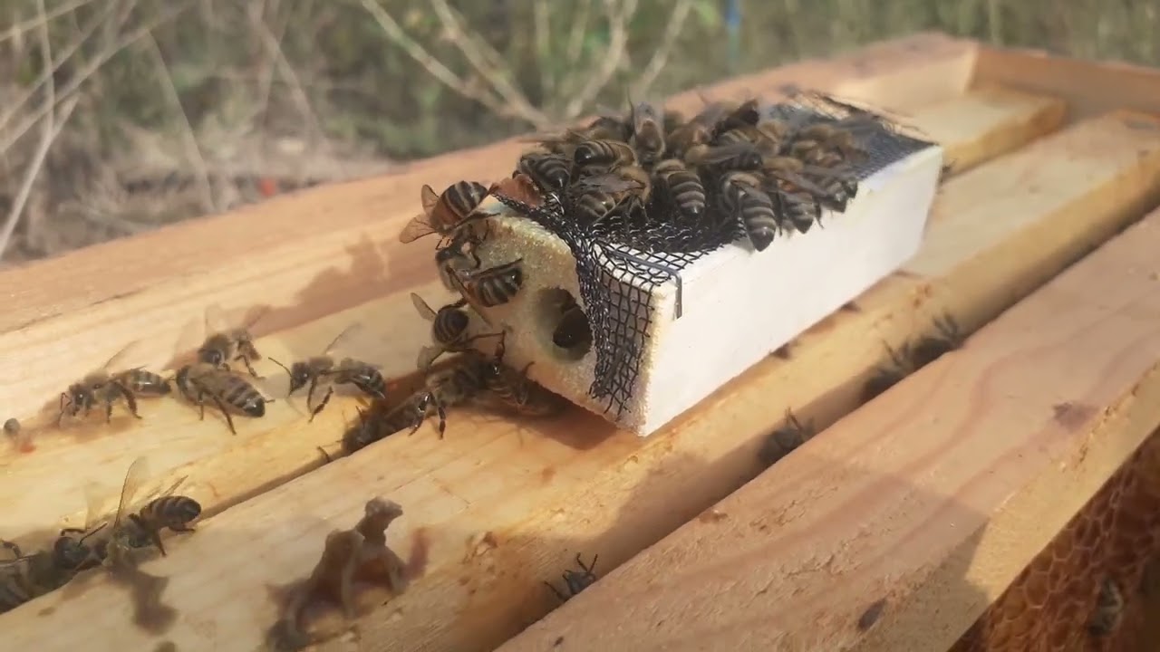 Bölme kovana hazır Ana arı kabul ettirme