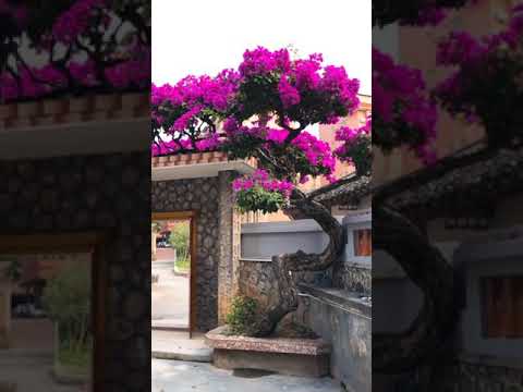 Video Hoa giấy cổng đắt hơn vàng nhiều tiền hơn vài căn biệt... - youtube