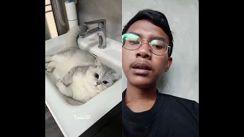 Video 9340251: british shorthair cat, cat pets funnycats, cat black white, facts pets, funny cat, face cat