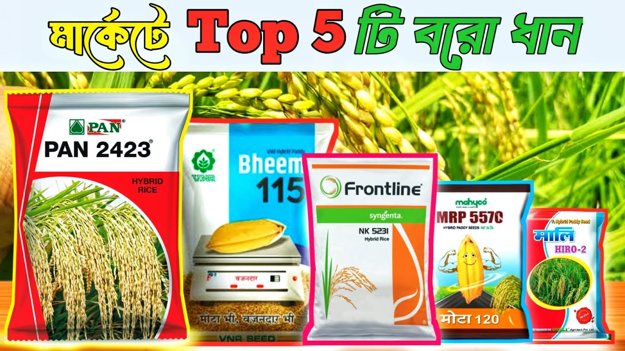 মার্কেটে Top 5 টি বরো ধান 🌾|| PAN 2423 || Bheem 115 || NK 5231 || MRP 5570 || HIRO-2 
