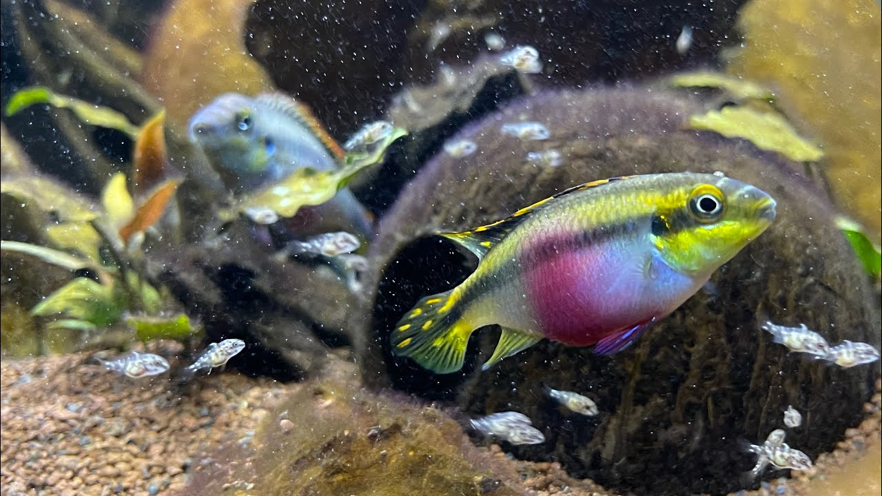 Aggiornamento pelvicachromis pulcher