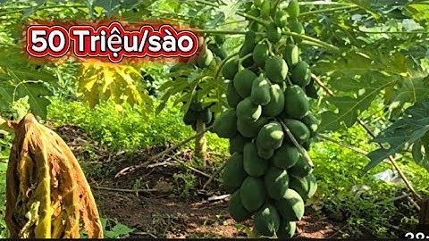 Há Hốc Mồm Với Vườn Đu Đủ Đỉnh Đồi Vải Thiều Lục Ngạn l Núi Đồi Lục Ngạn