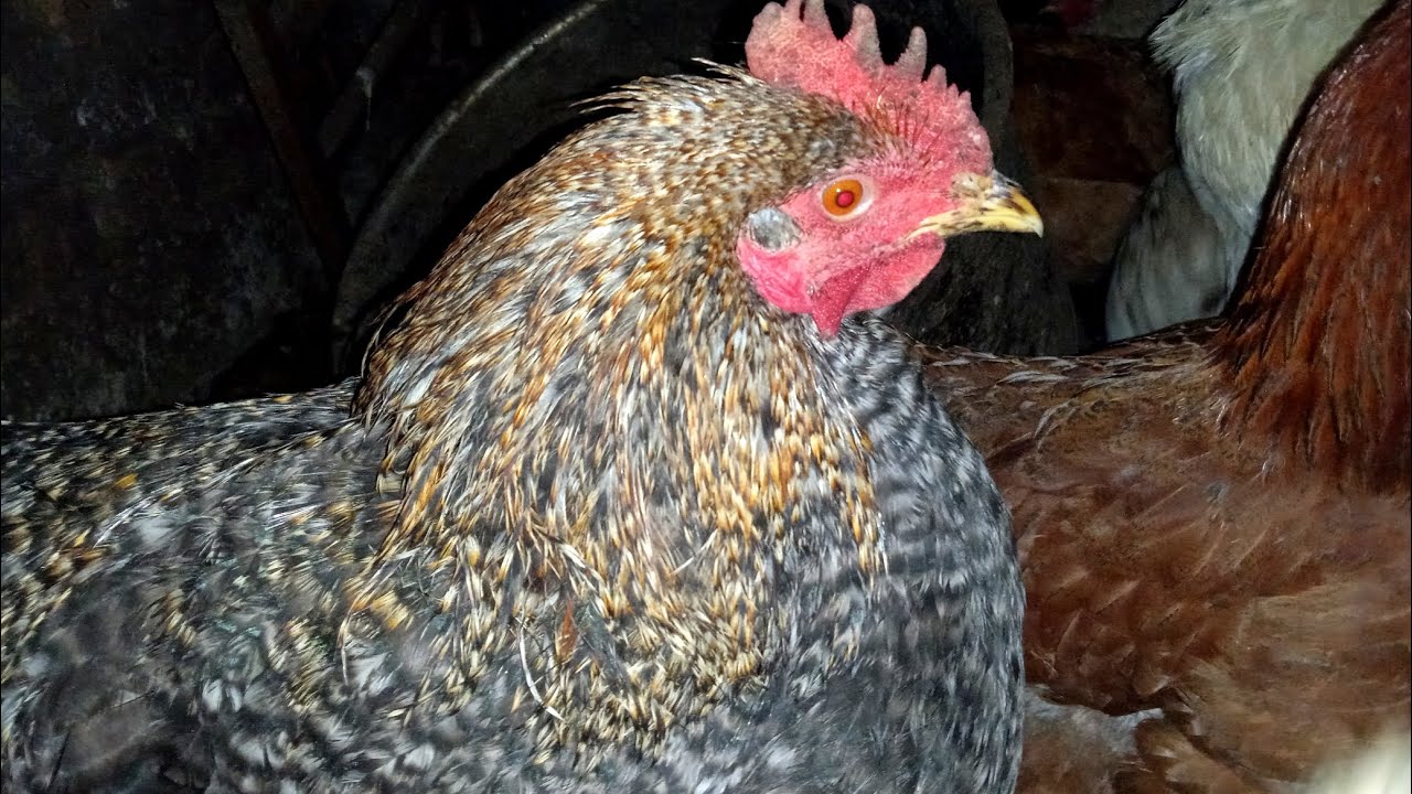 Сильний мороз,годую курей