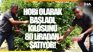 Hobi Olarak Böğürtlen Üretmeye Başladı, Şimdi Taleplere Yetişemiyor