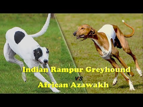 Indian Rampur Greyhound Vs African Azawakh You Rampur Greyhound Vs African Azawakh