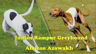 Indian Rampur Greyhound Vs African Azawakh by Dog vs Dog Breed Comparision 19,717 views 5 years ago 6 minutes, 22 seconds