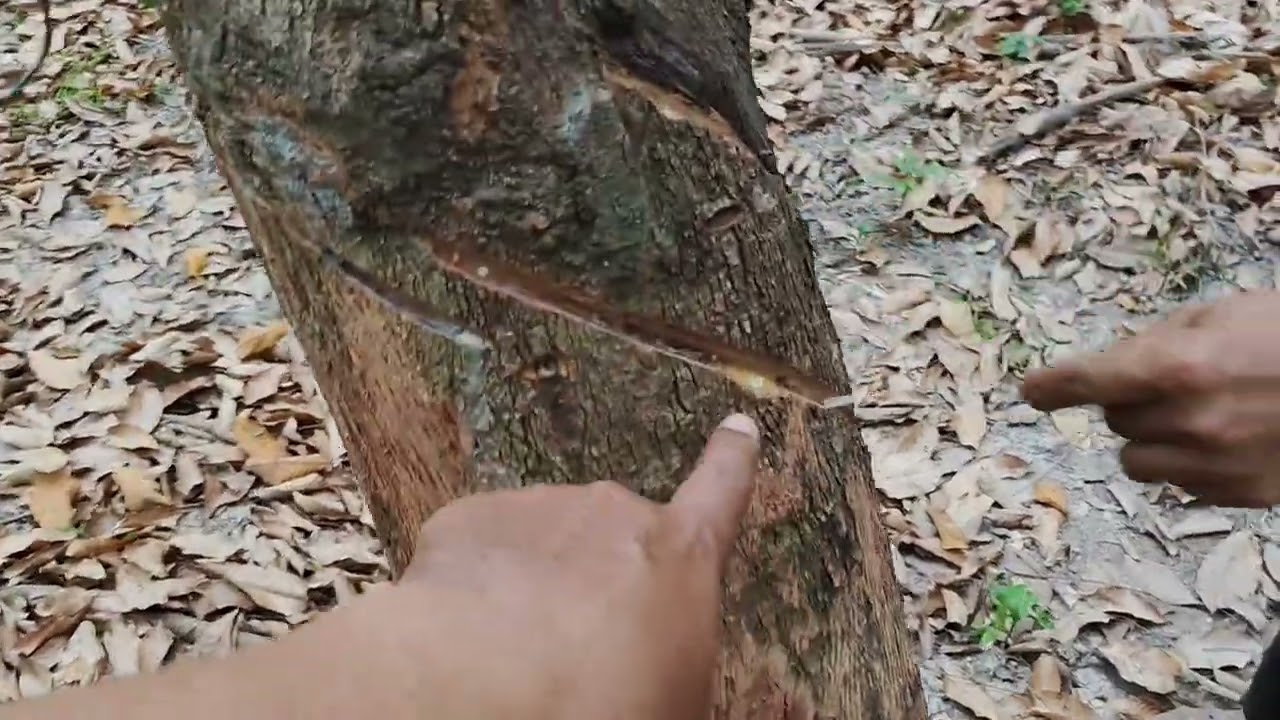 เมื่อยางหน้าตาย ควรหยุดกรีด และรักษาเขาก่อน ด้วย น้ำหมัก สูตร2 อ.ต้นและดินหมัก อ.ต้น