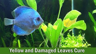 Healthy Aquatic plants in planted tanks is one of the pleasant thing to look at. Many people like aquatic plants in aquarium so they 