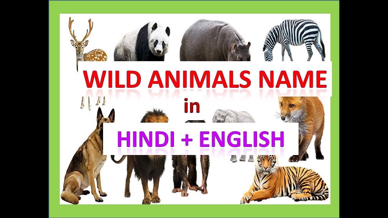 Animals - wild animals name in Hindi - wild animals in Hindi - YouTube