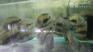 Saiba Tudo Sobre O Acara Uaru Um Ciclideo Diferente Dos Que Você Já Viu