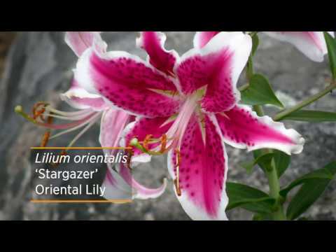 Video: Oriental vs. Asiatic Lily - Sự khác biệt giữa hoa loa kèn châu Á và phương Đông là gì