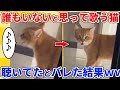 2ch動物スレ 誰もいないと思って熱唱する猫 聴かれてたことを知った結果wwwww 2ch動物スレ 誰もいないと思って熱唱する猫 聴かれてたことを知った結果wwwww