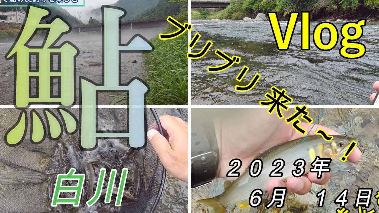 【白川】ブリブリ来たー！　２０２３．６．１４