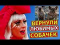 Леди Гаге вернули похищенных собак