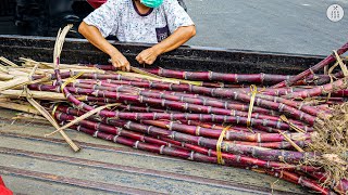 Fresh & Sweet ! Making of Fresh Sugarcane Juice - Indonesian Street Food