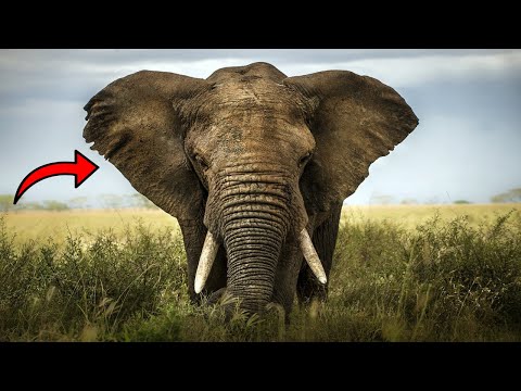 فيديو: لماذا يمتلك الفيل جذعًا طويلًا